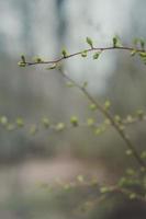 árbol de cerca con foto de concepto de capullos de primavera