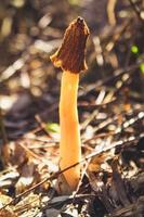 Close up small mushroom growing in forest concept photo