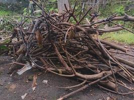 dry twigs and leaves of tree trunks photo