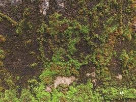 the moss creates an abstract pattern on the wall photo