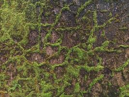 the moss creates an abstract pattern on the wall photo