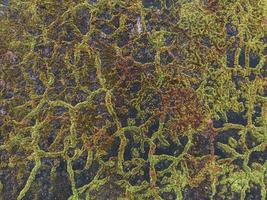 the moss creates an abstract pattern on the wall photo