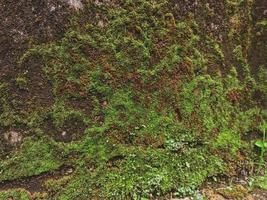 the moss creates an abstract pattern on the wall photo