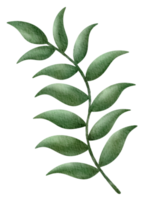 árbol de hojas verdes tropicales y exóticas acuarela png