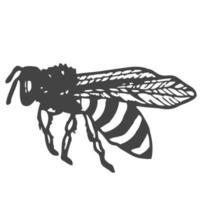 Vector engraving illustration of honey bee on white background