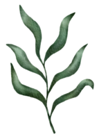 Watercolor of Tropical green leaves png