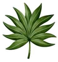 watercolor tropical and exotic green leaves tree png