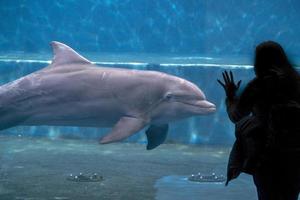 dolphin tank in aquarium playing with humans photo