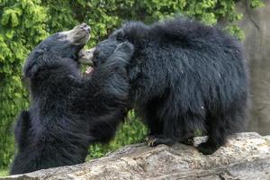 sloth bears while fighting photo