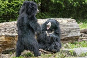 sloth bears while fighting photo