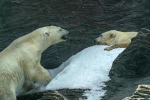 Polar Bear close up portrait while fighting photo