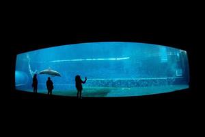 tanque de delfines en acuario foto