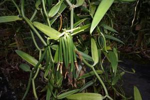 vanille plantation in tahaa island french polynesia photo