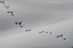 tracks of animals trails on white snow photo