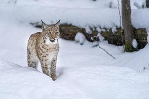 lynx in the snow portrait coming to you photo