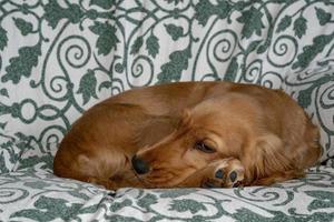 puppy dog cocker spaniel relaxing and sleeping on a sofa photo