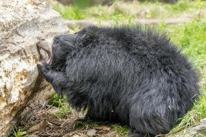 sloth bear digging in wood tree for food photo