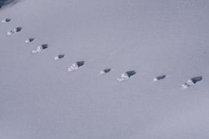 huellas de animales senderos en la nieve blanca foto