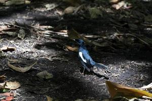 Endemic Magpie Robin bird cousin island seychelles photo