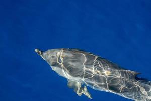 Move effect on Dolphin while jumping in the deep blue sea photo