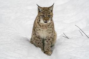 lynx in the snow portrait coming to you photo