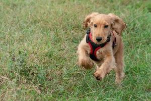 puppy dog cocker spaniel running on grass photo