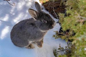 Chamois deer on white snow in winter photo