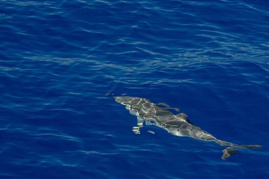 Move effect on Dolphin while jumping in the deep blue sea photo