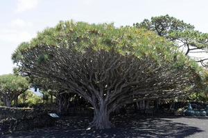 Dragon tree red blood resin fragile branch in Azores photo