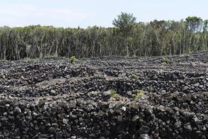 Pico Island Azores vineyard wine grapes protected by lava stone aerial view photo