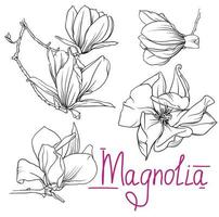 flores y ramas de magnolia monocromáticas dibujadas a mano. contorno de magnolia, ilustración vectorial en blanco y negro de flores y ramas de magnolia vector