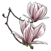 Branch of magnolia flowers on white background vector