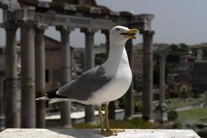 gaviota en ruinas de roma foto