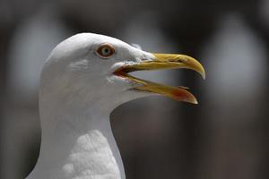 seagull in rome ruins photo