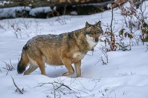 lobo gris en la nieve foto