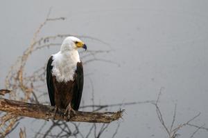 bald eagle in kruger park photo