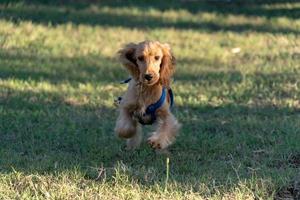 puppy dog cocker spaniel running on grass photo