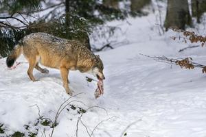 lobo gris en la nieve comiendo carne foto