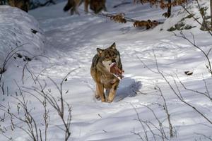 lobo gris en la nieve foto