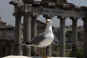 seagull in rome ruins photo