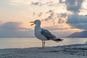 seagull at red sunset photo