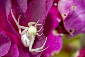 Misumena vatia crab white spider on purple flower petals cannibalizing other spider photo