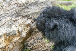 sloth bear digging in wood tree for food photo