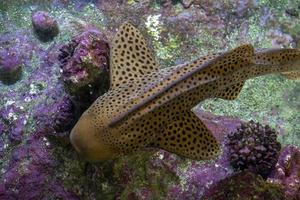 Zebra shark portrait on the reef photo