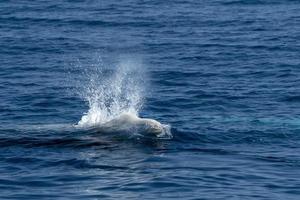 blanco raro ganso ballena picuda delfín ziphius cavirostris foto