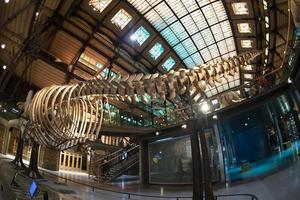 PARIS, FRANCE - NOVEMBER 18 2021 - Evolution Gallery Museum of natural history photo