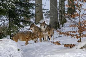 lobo gris en la nieve foto