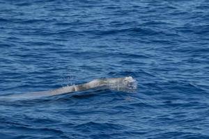 blanco raro ganso ballena picuda delfín ziphius cavirostris foto