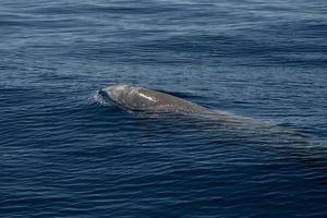 Rare Goose Beaked whale dolphin Ziphius cavirostris photo