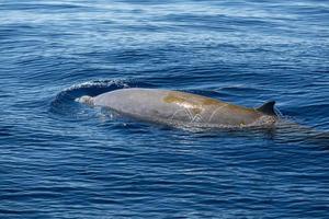 Rare Goose Beaked whale dolphin Ziphius cavirostris photo